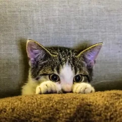 Imagem migrada do WordPress: Atendimento De Caes E Gatos 24h 5.webp