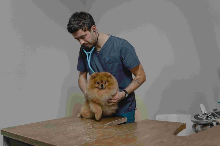 Clínica veterinária 24h: quando procurar atendimento de emergência em Maringá