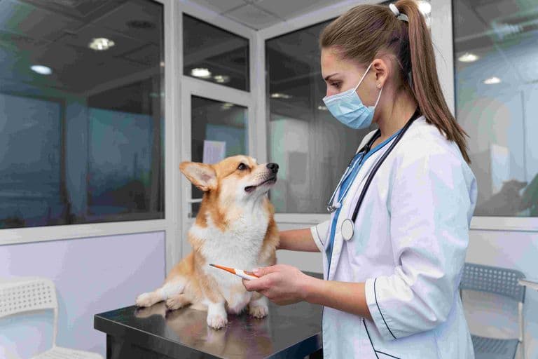 Como escolher um hospital veterinário de confiança em Maringá