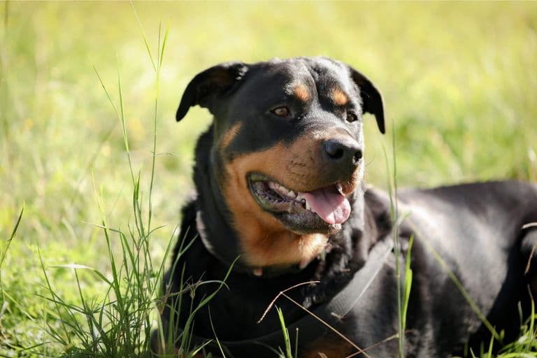 Imagem migrada do WordPress: Cuidados com Rottweiler VetoPet veterinario 24h em Maringa.jpg