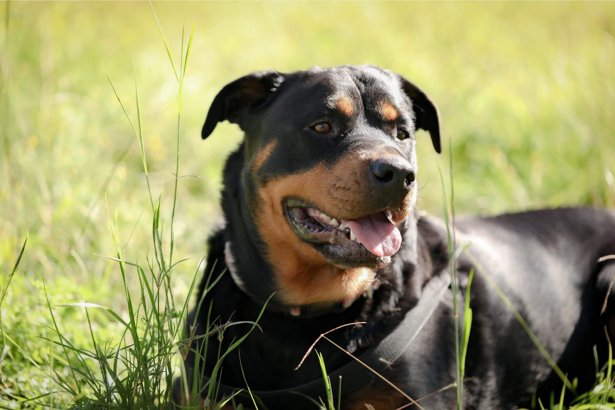 Imagem migrada do WordPress: Cuidados com Rottweiler VetoPet veterinario 24h em Maringa.jpg