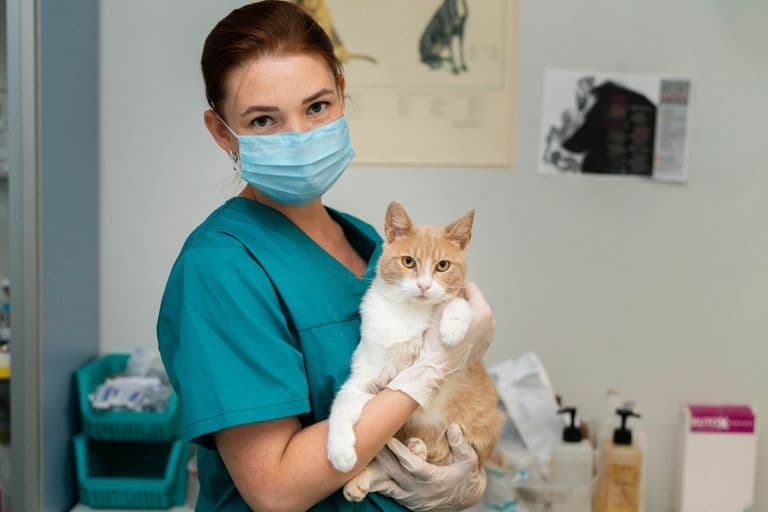 Imagem migrada do WordPress: Especialista em gatos VetoPet Clinica veterinaria 24h em Maringa.jpg