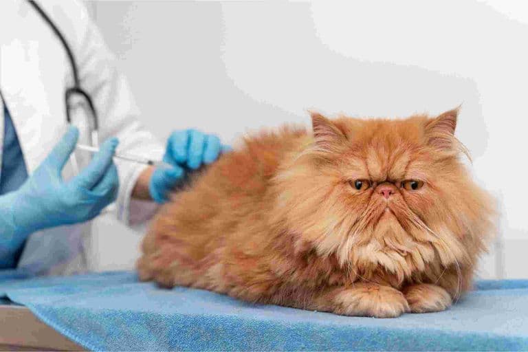 Imagem migrada do WordPress: FIV felina VetoPet Clinica veterinaria 24h em Maringa.jpg