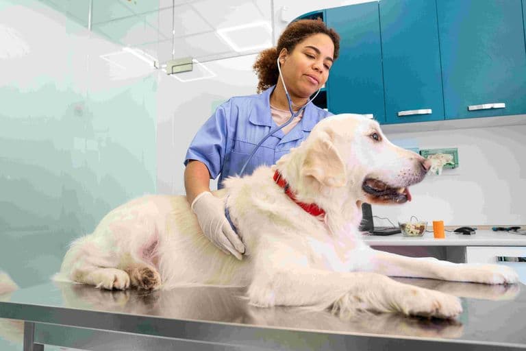 Hospital veterinário 24h: o que avaliar antes de escolher em Maringá