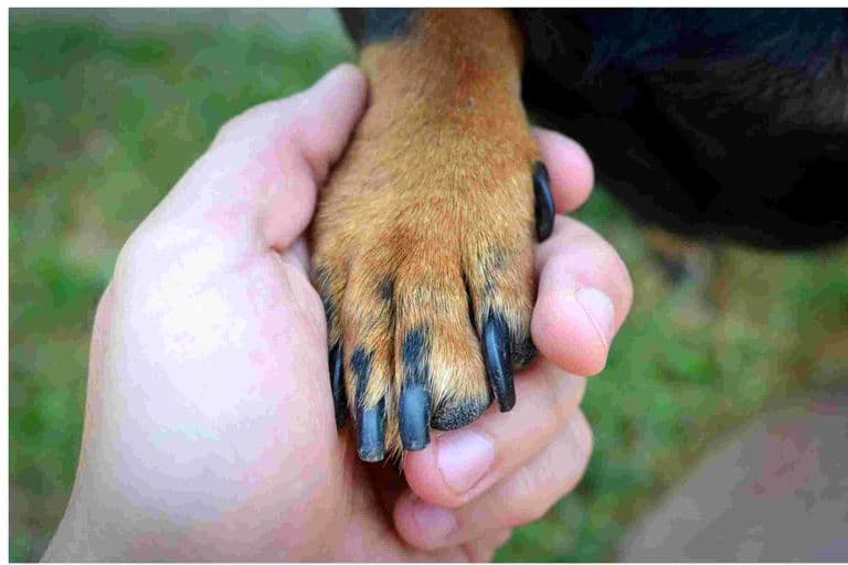 Imagem migrada do WordPress: Unha de Cachorro Devo Cortar VetoPet Clinica veterinaria 24h em Maringa.jpg