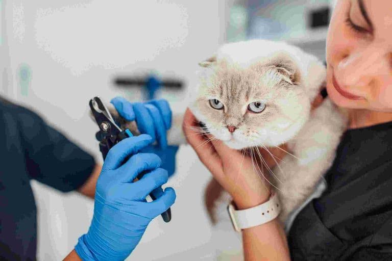 Imagem migrada do WordPress: Unhas de gato VetoPet Clinica veterinaria 24h em Maringa.jpg