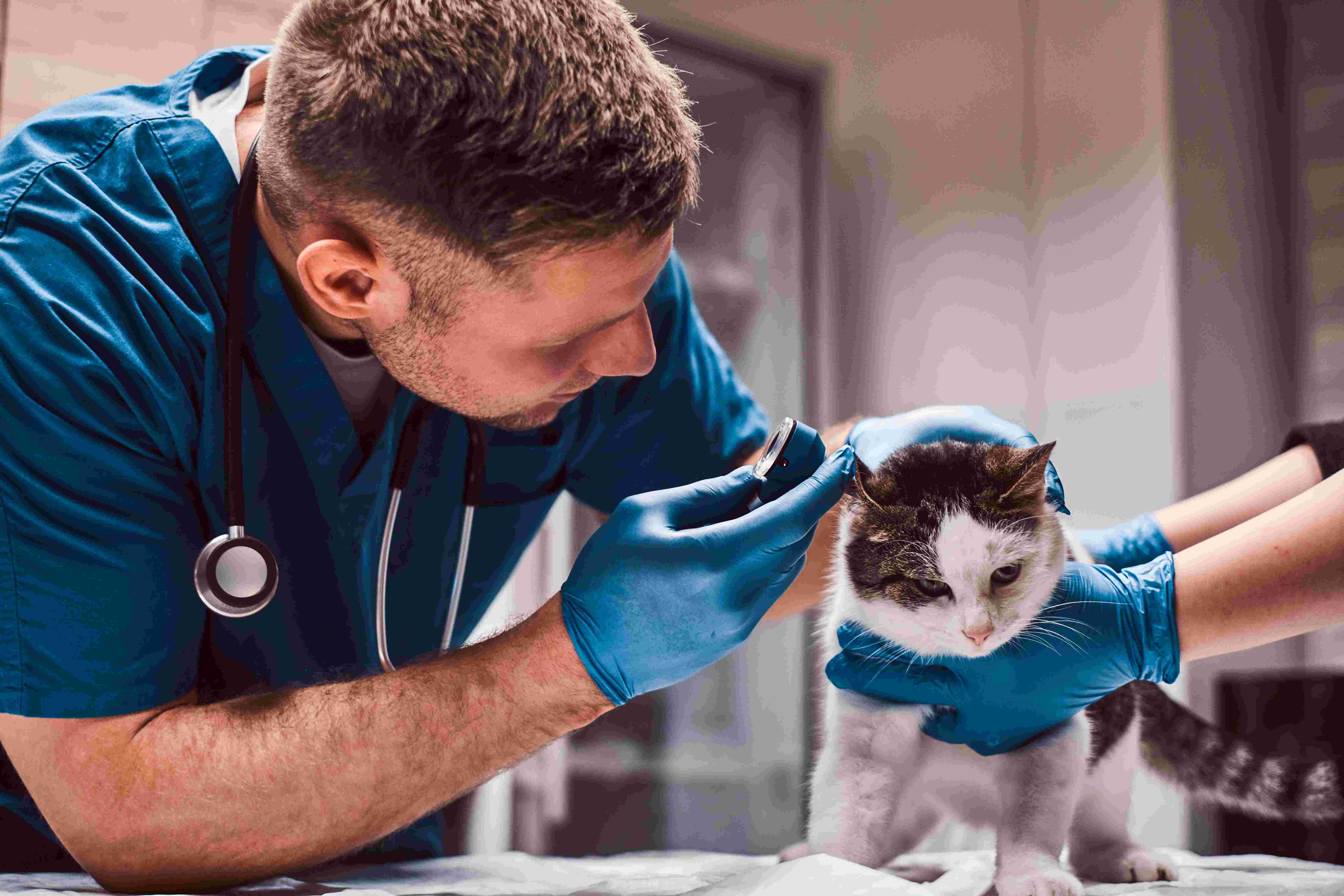 Veterinário 24h: quando seu pet precisa de atendimento imediato em Maringá