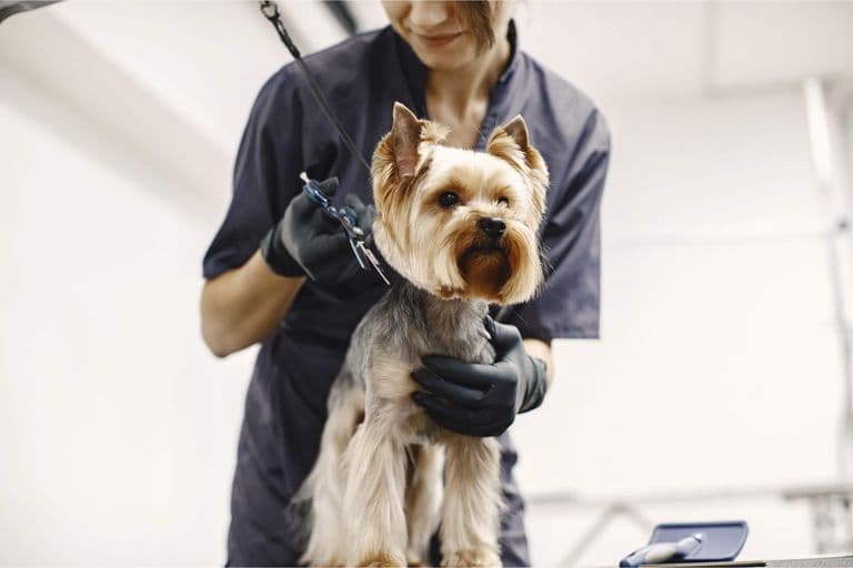 Imagem migrada do WordPress: banho e tosa para cachorro VetoPet veterinario 24h em Maringa.jpg