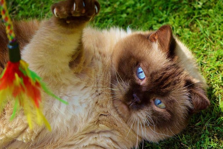 Imagem migrada do WordPress: brinquedo gato VetoPet veterinario 24h em Maringa.jpg