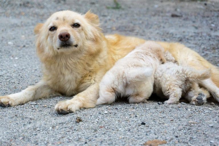 Imagem migrada do WordPress: cachorra gravida.jpg