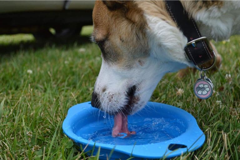 Imagem migrada do WordPress: cachorro bebendo agua.jpg