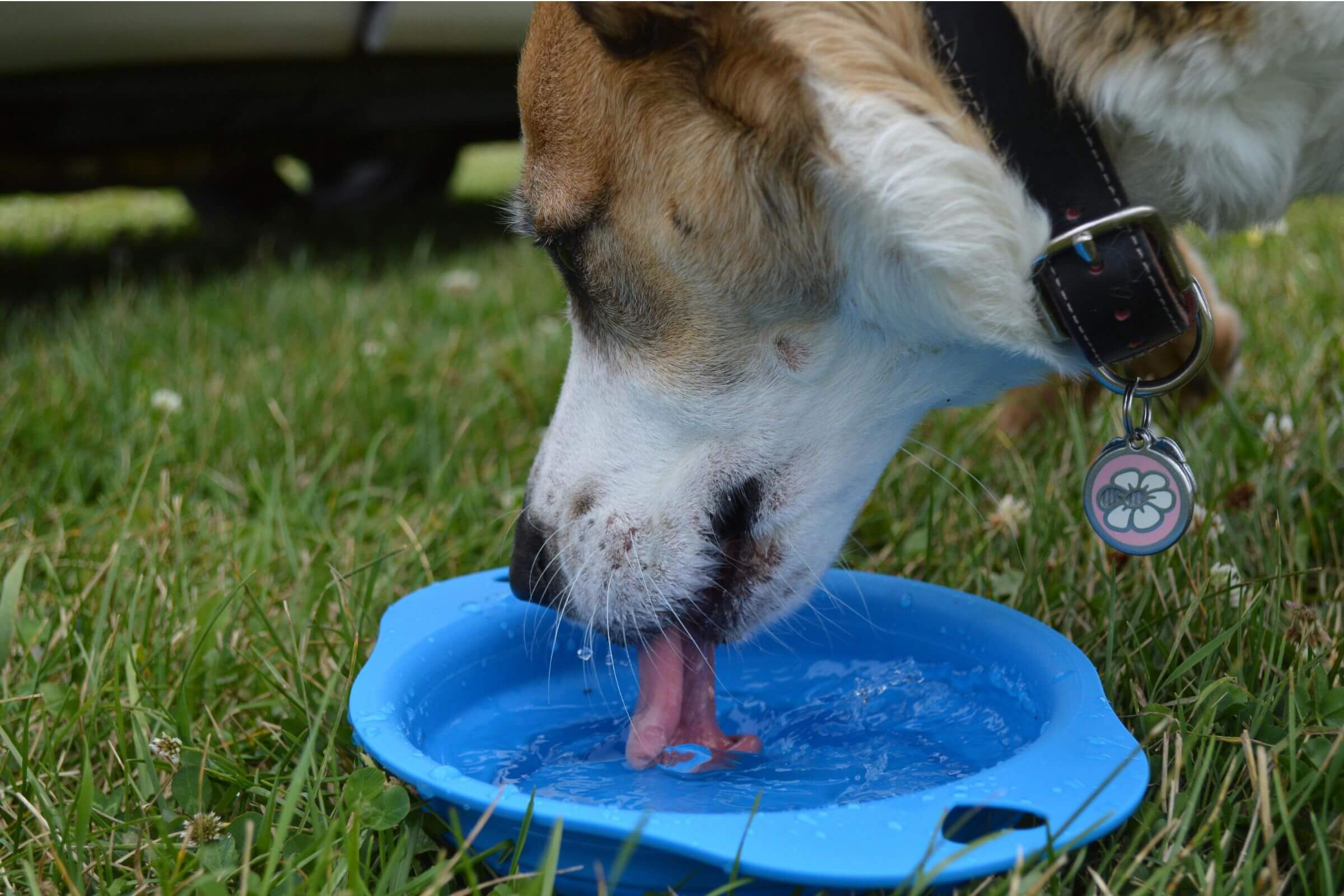 Imagem migrada do WordPress: cachorro bebendo agua.jpg