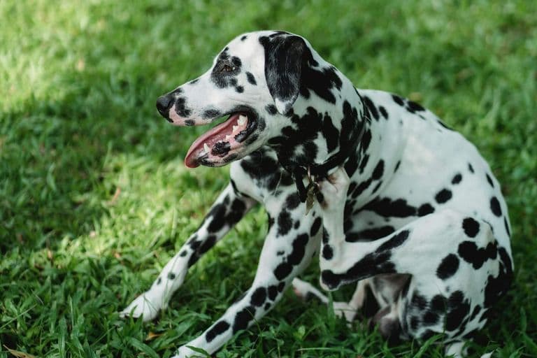 Imagem migrada do WordPress: cachorro com pulga.jpg