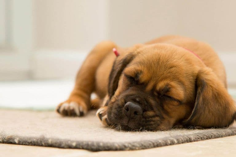 Imagem migrada do WordPress: cachorro dorme.jpg