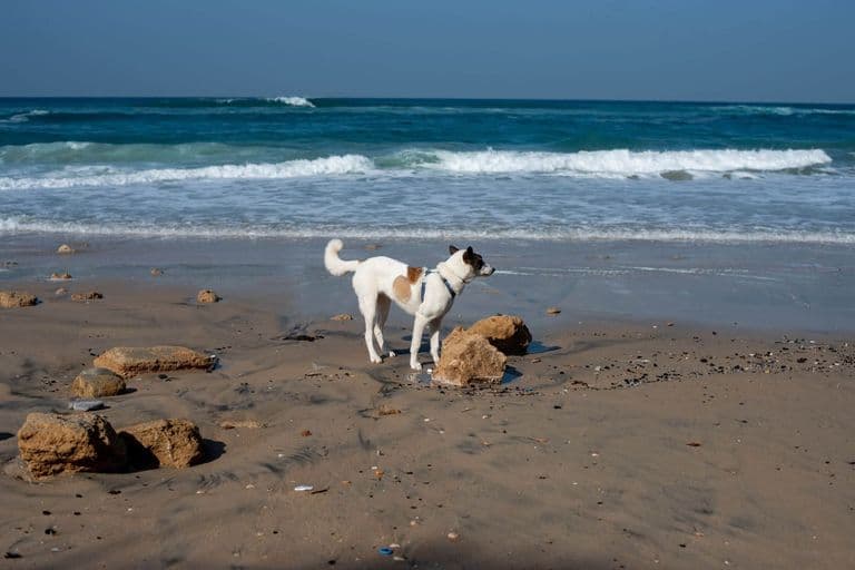 Imagem migrada do WordPress: cachorro na praia VetoPet veterinario 24h em Maringa.jpg