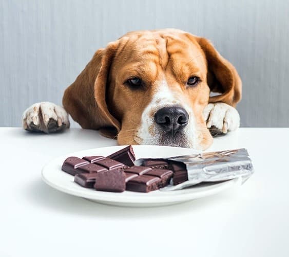 Imagem migrada do WordPress: cachorro pode comer chocolate.jpg