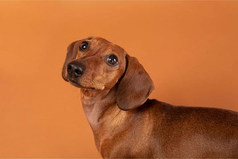 Imagem migrada do WordPress: cachorro soluco.jpg