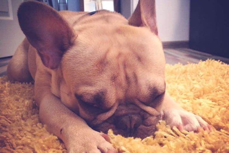Imagem migrada do WordPress: cachorro vomitando espuma branca VetoPet veterinario 24h em Maringa.jpg