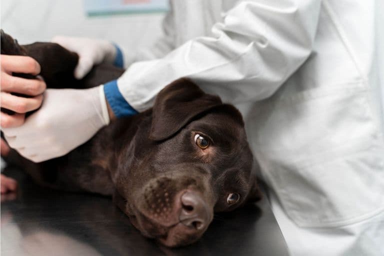 Imagem migrada do WordPress: cancer em caes VetoPet veterinario 24h em Maringa.jpg