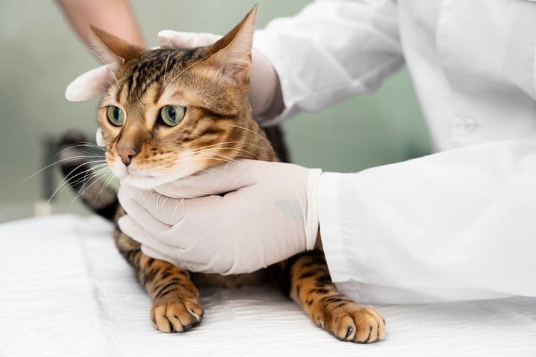 Imagem migrada do WordPress: cancer em gatos VetoPet veterinario 24h em Maringa.jpg