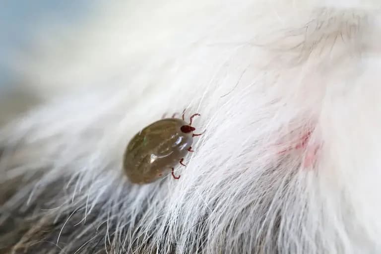 Imagem migrada do WordPress: carrapato em caes clinica veterinaria 24h vetopet.webp