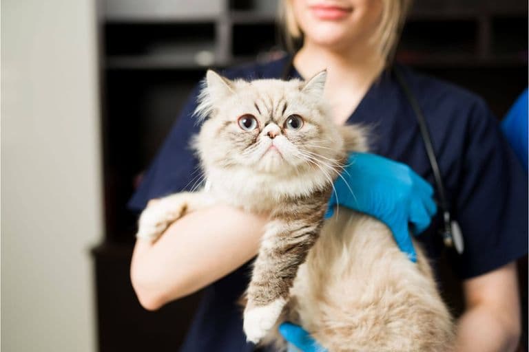 Imagem migrada do WordPress: check up de gato VetoPet veterinario 24h em Maringa.jpg