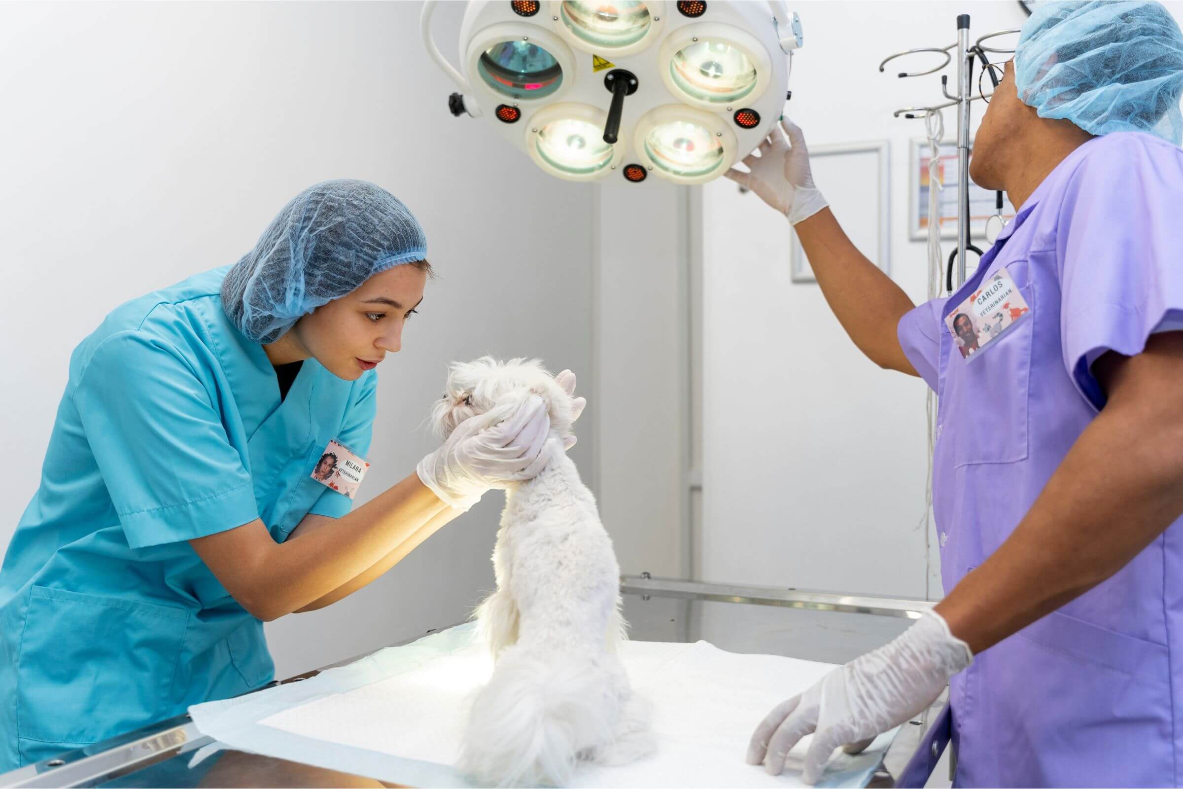 Imagem migrada do WordPress: cirurgia veterinaria VetoPet veterinario 24h em Maringa.jpg