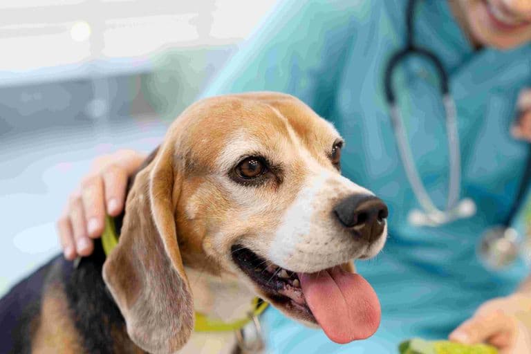 Atendimento veterinário de emergência: quando não esperar até amanhã em Maringá Ver seu pet passar mal de repente assusta, e nessa hora a dúvida pode travar qualquer tutor. Neste artigo, você vai entender quais sinais indicam emergência veterinária, quando não esperar até amanhã, o que fazer no caminho e como agir com mais segurança em Maringá. Como saber se é uma emergência veterinária Nem todo problema precisa de atendimento imediato, mas alguns sinais exigem ação rápida. De forma geral, é emergência quando há risco de vida, sofrimento intenso, dificuldade para respirar, alteração neurológica, sangramento importante ou suspeita de intoxicação. Se você está pensando “isso é normal?” ou “posso esperar?”, use uma regra prática: Se o seu cachorro ou gato está piorando rápido, não espere. Se ele não consegue respirar, andar ou se manter consciente, corra para o veterinário. Se há muita dor, barriga muito inchada, convulsão ou trauma, procure atendimento imediato. Se for filhote, idoso ou pet com doença crônica, o limite para esperar é menor. Em emergência veterinária, tempo faz diferença. Um atendimento precoce pode reduzir dor, complicações e risco de morte. Sinais de alerta que indicam atendimento imediato Alguns sintomas são clássicos de atendimento de emergência e não devem ficar para o dia seguinte. Dificuldade para respirar Respirar de boca aberta em gato, respiração muito rápida em repouso, esforço para puxar o ar ou língua arroxeada são sinais graves. Em cães, chiado intenso, engasgo persistente e cansaço extremo também preocupam. Nesses casos: mantenha o pet calmo evite manipular demais não ofereça água ou comida vá para um hospital veterinário 24h imediatamente Convulsões, desmaio ou perda de consciência Se o animal convulsionou, desmaiou ou ficou “apagado”, isso não é normal. Uma convulsão pode acontecer por intoxicação, febre alta, alterações neurológicas, queda de açúcar no sangue ou outras doenças sérias. O que fazer agora: afaste objetos ao redor não coloque a mão na boca do animal conte quanto tempo dura a crise após a convulsão, leve ao veterinário sem demora Se houver repetição das crises no mesmo dia, a urgência é ainda maior. Sangramento intenso ou trauma Atropelamentos, quedas, mordidas e cortes profundos precisam de avaliação rápida, mesmo quando o pet parece “bem”. Muitos animais entram em choque ou têm sangramento interno sem sinais óbvios no início. Sinais de gravidade incluem: sangue que não para gengiva muito pálida fraqueza súbita respiração acelerada barriga dolorida incapacidade de levantar Em situações assim, uma estrutura com centro cirúrgico e suporte intensivo faz diferença. Vômitos ou diarreia intensos Um episódio isolado pode não ser emergência. Mas vômitos repetidos, diarreia intensa, sangue nas fezes, apatia ou incapacidade de beber água merecem avaliação no mesmo dia. Isso é ainda mais importante em: filhotes gatos cães idosos pets pequenos animais com doença renal, cardíaca ou diabetes A desidratação pode evoluir rápido, principalmente quando o animal para de comer e beber. Inchaço abdominal, tentativa de vomitar sem conseguir e inquietação Esse quadro é muito preocupante, especialmente em cães de porte médio e grande. Pode indicar dilatação do estômago, uma emergência grave que exige atendimento veterinário imediato. O tutor costuma perceber: barriga dura ou aumentada salivação tentativas de vomitar sem sair nada dor agitação piora rápida Não espere “ver se melhora”. Dificuldade para urinar Se o cachorro ou gato tenta urinar várias vezes e não consegue, isso pode ser emergência. Nos gatos machos, a obstrução urinária é particularmente grave e pode levar à morte em pouco tempo se não for tratada. Fique atento a: idas frequentes à caixa de areia miados de dor lambedura excessiva da região pouca urina ou nenhuma vômitos e apatia associados Em felinos, um especialista em felinos e um ambiente com atendimento humanizado para gatos ajudam muito no manejo, porque o estresse piora o quadro. Intoxicação ou suspeita de ingestão de corpo estranho Se houve contato com veneno, medicamento humano, chocolate, uva, produto de limpeza, planta tóxica ou objeto engolido, procure ajuda sem esperar. Não provoque vômito por conta própria. Isso pode piorar a situação em alguns casos, como ingestão de produto corrosivo ou quando o animal já está fraco. Se possível, leve: nome do produto embalagem horário aproximado da ingestão quantidade suspeita Quando posso observar em casa e quando não posso Essa é uma dúvida muito comum. Alguns sinais leves podem ser observados por poucas horas, desde que o pet esteja ativo, respirando bem e sem dor importante. Mesmo assim, a observação precisa ser cuidadosa. Você pode ligar o alerta máximo se houver qualquer um destes pontos: piora ao longo das horas recusa total de água prostração choro ou dor ao tocar respiração diferente repetição de vômitos mucosas pálidas temperatura muito alta ou muito baixa Se você sente que “ele não está normal”, leve isso a sério. O tutor convive com o animal diariamente e costuma perceber mudanças sutis antes mesmo de sinais mais claros aparecerem. Emergências mais comuns em cachorro e gato Alguns quadros aparecem com frequência na clínica veterinária e no hospital veterinário. No cachorro As urgências mais vistas costumam incluir: atropelamentos intoxicações gastroenterites com vômito e diarreia torção ou dilatação gástrica crises convulsivas dificuldade respiratória hemorragias dor intensa complicações pós-cirúrgicas No gato Nos felinos, chamam atenção: obstrução urinária falta de ar quedas intoxicações anorexia, que é ficar sem comer trauma convulsões dor abdominal Gatos escondem sinais de doença por instinto. Por isso, quando um gato mostra sintomas evidentes, muitas vezes ele já precisa de atendimento veterinário rápido. O que fazer antes de chegar ao veterinário A primeira atitude do tutor pode ajudar muito. O ideal é manter a calma e focar em transporte seguro e rápido. Passos práticos coloque o pet em local seguro evite oferecer comida, remédio ou água sem orientação mantenha-o aquecido, mas sem superaquecer use caixa de transporte para gato ou toalha para conter com cuidado se houver sangramento externo, faça compressão suave com pano limpo avise a clínica veterinária antes de sair, se possível Nunca medique com remédio humano sem orientação veterinária. Medicamentos comuns em casa podem causar intoxicação grave em cão e gato. O que normalmente acontece no atendimento de emergência Muitos tutores chegam assustados e sem saber o que esperar. No atendimento veterinário de emergência, a equipe primeiro avalia funções vitais: respiração, circulação, temperatura, dor e nível de consciência. Depois, define a prioridade. Isso significa que um animal que chegou depois pode ser atendido antes, se estiver em risco imediato. Exames e suporte que podem ser necessários Dependendo do quadro, o veterinário pode indicar: oxigênio medicação na veia controle da dor exames de sangue ultrassom veterinário raio X veterinário internação cirurgia Ter acesso rápido a laboratório interno 24h encurta decisões importantes, especialmente em quadros instáveis. Como saber se meu pet corre mais risco Alguns pacientes precisam de atenção ainda mais rápida. Os grupos com maior risco são: filhotes idosos braquicefálicos, como bulldog, pug e persa pets cardiopatas diabéticos renais crônicos animais em quimioterapia pets muito pequenos Se o seu animal está em um desses grupos, não espere sinais “muito graves” para buscar ajuda. Atendimento de emergência em Maringá: o que considerar ao escolher onde ir Na urgência, a estrutura importa. Nem toda clínica veterinária consegue receber casos graves em qualquer horário. Em situações críticas, vale buscar local com perfil de hospital veterinário 24h. Observe se o serviço oferece: equipe treinada em emergência monitoramento exames por imagem exames laboratoriais rápidos internação suporte cirúrgico veterinários experientes Em casos complexos, contar com veterinários experientes e retaguarda para cirurgia veterinária pode ser decisivo. Perguntas que o tutor costuma fazer nessa hora “Meu pet vomitou uma vez. Preciso correr para o veterinário?” Nem sempre. Se foi um episódio único, ele está ativo e sem outros sinais, pode ser observado por pouco tempo. Mas se repetir, houver sangue, dor ou apatia, precisa de avaliação. “Ele está quietinho. Isso é grave?” Pode ser. Apatia, isolamento e recusa alimentar são sinais importantes, especialmente em gato. Se vierem junto com vômito, dor, dificuldade respiratória ou febre, não espere. “Posso dar remédio que tenho em casa?” Não. Anti-inflamatórios, analgésicos e até alguns antitérmicos humanos podem intoxicar gravemente cães e gatos. “Se melhorar no caminho, ainda preciso levar?” Na maioria dos casos, sim. Algumas emergências oscilam no começo. O animal parece melhorar e depois piora de forma súbita. O que a medicina veterinária considera prioridade em emergências Diretrizes de referência em medicina veterinária, como conteúdos técnicos do Merck Veterinary Manual, reforçam que dificuldade respiratória, choque, trauma, convulsões e intoxicações exigem avaliação imediata. Isso está alinhado com a rotina de pronto atendimento. Na prática, o foco inicial é estabilizar o paciente primeiro e investigar a causa logo em seguida. O mais importante não é acertar o diagnóstico em casa. É reconhecer que o quadro pode ser grave e procurar ajuda a tempo. Como tomar a decisão certa sem se paralisar Na dúvida, pense em três perguntas simples: meu pet está respirando normalmente? ele consegue ficar consciente, levantar e responder? ele parece confortável ou está com dor, desespero ou piora rápida? Se alguma resposta for preocupante, procure atendimento de emergência. Esperar até amanhã só é razoável quando os sinais são leves, estáveis e o animal continua bem disposto. Fora disso, o risco de perder tempo útil é real. Perguntas Frequentes (FAQ) Como saber se a falta de apetite é emergência? Se o pet recusa comida por um período curto, mas segue ativo, pode não ser urgente. Em gato, filhote, idoso ou animal doente, a falta de apetite merece atenção mais rápida. Gato respirando de boca aberta é normal? Não. Em gato, respirar de boca aberta costuma ser sinal grave. Procure atendimento veterinário imediatamente. Posso esperar amanhecer se meu cachorro estiver com diarreia? Depende. Se ele estiver bem, sem sangue e sem vômitos, talvez seja possível observar. Se houver prostração, sangue, dor ou repetição intensa, não espere. O que fazer se meu pet ingeriu medicamento humano? Não ofereça nada para neutralizar e não provoque vômito sem orientação. Leve a embalagem e procure um veterinário com urgência. Tremores sempre significam emergência? Não sempre. Tremores podem ocorrer por dor, medo, febre, intoxicação ou alteração neurológica. Se vierem com apatia, vômito, rigidez ou desmaio, procure atendimento imediato. Conclusão Quando há dificuldade para respirar, convulsão, sangramento, trauma, dor intensa, intoxicação, barriga inchada ou dificuldade para urinar, não espere até amanhã. Se o seu cachorro ou gato parece muito diferente do normal e piora rápido, o mais seguro é buscar atendimento veterinário de emergência. Se você mora em Maringá ou região e ainda está em dúvida sobre o que fazer, a VetôPet Clínica Veterinária 24h está preparada para atender cães e gatos em qualquer horário, com estrutura hospitalar completa e veterinários experientes. Acesse: https://vetopet.com.br