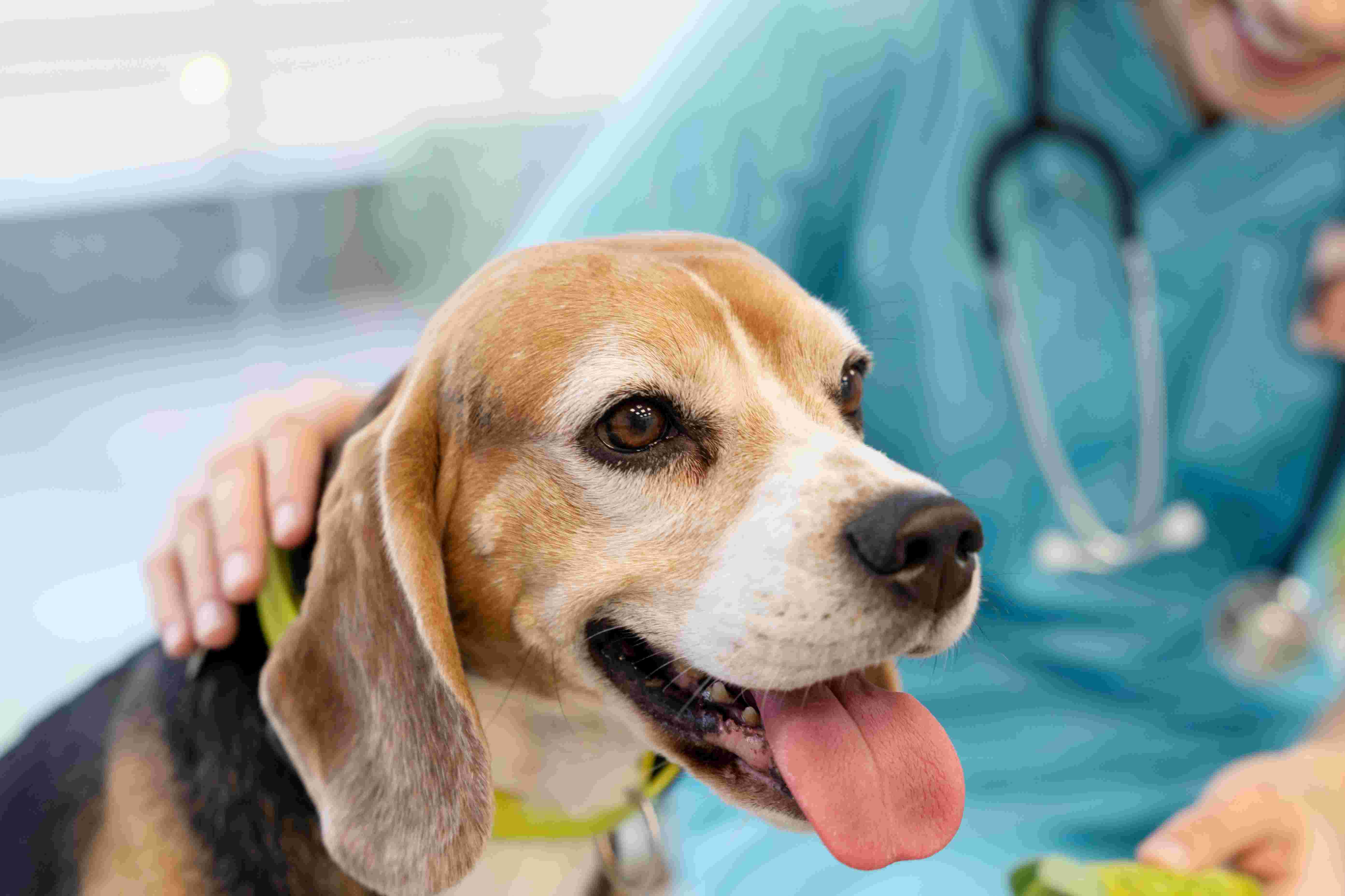 Atendimento veterinário de emergência: quando não esperar até amanhã em Maringá Ver seu pet passar mal de repente assusta, e nessa hora a dúvida pode travar qualquer tutor. Neste artigo, você vai entender quais sinais indicam emergência veterinária, quando não esperar até amanhã, o que fazer no caminho e como agir com mais segurança em Maringá. Como saber se é uma emergência veterinária Nem todo problema precisa de atendimento imediato, mas alguns sinais exigem ação rápida. De forma geral, é emergência quando há risco de vida, sofrimento intenso, dificuldade para respirar, alteração neurológica, sangramento importante ou suspeita de intoxicação. Se você está pensando “isso é normal?” ou “posso esperar?”, use uma regra prática: Se o seu cachorro ou gato está piorando rápido, não espere. Se ele não consegue respirar, andar ou se manter consciente, corra para o veterinário. Se há muita dor, barriga muito inchada, convulsão ou trauma, procure atendimento imediato. Se for filhote, idoso ou pet com doença crônica, o limite para esperar é menor. Em emergência veterinária, tempo faz diferença. Um atendimento precoce pode reduzir dor, complicações e risco de morte. Sinais de alerta que indicam atendimento imediato Alguns sintomas são clássicos de atendimento de emergência e não devem ficar para o dia seguinte. Dificuldade para respirar Respirar de boca aberta em gato, respiração muito rápida em repouso, esforço para puxar o ar ou língua arroxeada são sinais graves. Em cães, chiado intenso, engasgo persistente e cansaço extremo também preocupam. Nesses casos: mantenha o pet calmo evite manipular demais não ofereça água ou comida vá para um hospital veterinário 24h imediatamente Convulsões, desmaio ou perda de consciência Se o animal convulsionou, desmaiou ou ficou “apagado”, isso não é normal. Uma convulsão pode acontecer por intoxicação, febre alta, alterações neurológicas, queda de açúcar no sangue ou outras doenças sérias. O que fazer agora: afaste objetos ao redor não coloque a mão na boca do animal conte quanto tempo dura a crise após a convulsão, leve ao veterinário sem demora Se houver repetição das crises no mesmo dia, a urgência é ainda maior. Sangramento intenso ou trauma Atropelamentos, quedas, mordidas e cortes profundos precisam de avaliação rápida, mesmo quando o pet parece “bem”. Muitos animais entram em choque ou têm sangramento interno sem sinais óbvios no início. Sinais de gravidade incluem: sangue que não para gengiva muito pálida fraqueza súbita respiração acelerada barriga dolorida incapacidade de levantar Em situações assim, uma estrutura com centro cirúrgico e suporte intensivo faz diferença. Vômitos ou diarreia intensos Um episódio isolado pode não ser emergência. Mas vômitos repetidos, diarreia intensa, sangue nas fezes, apatia ou incapacidade de beber água merecem avaliação no mesmo dia. Isso é ainda mais importante em: filhotes gatos cães idosos pets pequenos animais com doença renal, cardíaca ou diabetes A desidratação pode evoluir rápido, principalmente quando o animal para de comer e beber. Inchaço abdominal, tentativa de vomitar sem conseguir e inquietação Esse quadro é muito preocupante, especialmente em cães de porte médio e grande. Pode indicar dilatação do estômago, uma emergência grave que exige atendimento veterinário imediato. O tutor costuma perceber: barriga dura ou aumentada salivação tentativas de vomitar sem sair nada dor agitação piora rápida Não espere “ver se melhora”. Dificuldade para urinar Se o cachorro ou gato tenta urinar várias vezes e não consegue, isso pode ser emergência. Nos gatos machos, a obstrução urinária é particularmente grave e pode levar à morte em pouco tempo se não for tratada. Fique atento a: idas frequentes à caixa de areia miados de dor lambedura excessiva da região pouca urina ou nenhuma vômitos e apatia associados Em felinos, um especialista em felinos e um ambiente com atendimento humanizado para gatos ajudam muito no manejo, porque o estresse piora o quadro. Intoxicação ou suspeita de ingestão de corpo estranho Se houve contato com veneno, medicamento humano, chocolate, uva, produto de limpeza, planta tóxica ou objeto engolido, procure ajuda sem esperar. Não provoque vômito por conta própria. Isso pode piorar a situação em alguns casos, como ingestão de produto corrosivo ou quando o animal já está fraco. Se possível, leve: nome do produto embalagem horário aproximado da ingestão quantidade suspeita Quando posso observar em casa e quando não posso Essa é uma dúvida muito comum. Alguns sinais leves podem ser observados por poucas horas, desde que o pet esteja ativo, respirando bem e sem dor importante. Mesmo assim, a observação precisa ser cuidadosa. Você pode ligar o alerta máximo se houver qualquer um destes pontos: piora ao longo das horas recusa total de água prostração choro ou dor ao tocar respiração diferente repetição de vômitos mucosas pálidas temperatura muito alta ou muito baixa Se você sente que “ele não está normal”, leve isso a sério. O tutor convive com o animal diariamente e costuma perceber mudanças sutis antes mesmo de sinais mais claros aparecerem. Emergências mais comuns em cachorro e gato Alguns quadros aparecem com frequência na clínica veterinária e no hospital veterinário. No cachorro As urgências mais vistas costumam incluir: atropelamentos intoxicações gastroenterites com vômito e diarreia torção ou dilatação gástrica crises convulsivas dificuldade respiratória hemorragias dor intensa complicações pós-cirúrgicas No gato Nos felinos, chamam atenção: obstrução urinária falta de ar quedas intoxicações anorexia, que é ficar sem comer trauma convulsões dor abdominal Gatos escondem sinais de doença por instinto. Por isso, quando um gato mostra sintomas evidentes, muitas vezes ele já precisa de atendimento veterinário rápido. O que fazer antes de chegar ao veterinário A primeira atitude do tutor pode ajudar muito. O ideal é manter a calma e focar em transporte seguro e rápido. Passos práticos coloque o pet em local seguro evite oferecer comida, remédio ou água sem orientação mantenha-o aquecido, mas sem superaquecer use caixa de transporte para gato ou toalha para conter com cuidado se houver sangramento externo, faça compressão suave com pano limpo avise a clínica veterinária antes de sair, se possível Nunca medique com remédio humano sem orientação veterinária. Medicamentos comuns em casa podem causar intoxicação grave em cão e gato. O que normalmente acontece no atendimento de emergência Muitos tutores chegam assustados e sem saber o que esperar. No atendimento veterinário de emergência, a equipe primeiro avalia funções vitais: respiração, circulação, temperatura, dor e nível de consciência. Depois, define a prioridade. Isso significa que um animal que chegou depois pode ser atendido antes, se estiver em risco imediato. Exames e suporte que podem ser necessários Dependendo do quadro, o veterinário pode indicar: oxigênio medicação na veia controle da dor exames de sangue ultrassom veterinário raio X veterinário internação cirurgia Ter acesso rápido a laboratório interno 24h encurta decisões importantes, especialmente em quadros instáveis. Como saber se meu pet corre mais risco Alguns pacientes precisam de atenção ainda mais rápida. Os grupos com maior risco são: filhotes idosos braquicefálicos, como bulldog, pug e persa pets cardiopatas diabéticos renais crônicos animais em quimioterapia pets muito pequenos Se o seu animal está em um desses grupos, não espere sinais “muito graves” para buscar ajuda. Atendimento de emergência em Maringá: o que considerar ao escolher onde ir Na urgência, a estrutura importa. Nem toda clínica veterinária consegue receber casos graves em qualquer horário. Em situações críticas, vale buscar local com perfil de hospital veterinário 24h. Observe se o serviço oferece: equipe treinada em emergência monitoramento exames por imagem exames laboratoriais rápidos internação suporte cirúrgico veterinários experientes Em casos complexos, contar com veterinários experientes e retaguarda para cirurgia veterinária pode ser decisivo. Perguntas que o tutor costuma fazer nessa hora “Meu pet vomitou uma vez. Preciso correr para o veterinário?” Nem sempre. Se foi um episódio único, ele está ativo e sem outros sinais, pode ser observado por pouco tempo. Mas se repetir, houver sangue, dor ou apatia, precisa de avaliação. “Ele está quietinho. Isso é grave?” Pode ser. Apatia, isolamento e recusa alimentar são sinais importantes, especialmente em gato. Se vierem junto com vômito, dor, dificuldade respiratória ou febre, não espere. “Posso dar remédio que tenho em casa?” Não. Anti-inflamatórios, analgésicos e até alguns antitérmicos humanos podem intoxicar gravemente cães e gatos. “Se melhorar no caminho, ainda preciso levar?” Na maioria dos casos, sim. Algumas emergências oscilam no começo. O animal parece melhorar e depois piora de forma súbita. O que a medicina veterinária considera prioridade em emergências Diretrizes de referência em medicina veterinária, como conteúdos técnicos do Merck Veterinary Manual, reforçam que dificuldade respiratória, choque, trauma, convulsões e intoxicações exigem avaliação imediata. Isso está alinhado com a rotina de pronto atendimento. Na prática, o foco inicial é estabilizar o paciente primeiro e investigar a causa logo em seguida. O mais importante não é acertar o diagnóstico em casa. É reconhecer que o quadro pode ser grave e procurar ajuda a tempo. Como tomar a decisão certa sem se paralisar Na dúvida, pense em três perguntas simples: meu pet está respirando normalmente? ele consegue ficar consciente, levantar e responder? ele parece confortável ou está com dor, desespero ou piora rápida? Se alguma resposta for preocupante, procure atendimento de emergência. Esperar até amanhã só é razoável quando os sinais são leves, estáveis e o animal continua bem disposto. Fora disso, o risco de perder tempo útil é real. Perguntas Frequentes (FAQ) Como saber se a falta de apetite é emergência? Se o pet recusa comida por um período curto, mas segue ativo, pode não ser urgente. Em gato, filhote, idoso ou animal doente, a falta de apetite merece atenção mais rápida. Gato respirando de boca aberta é normal? Não. Em gato, respirar de boca aberta costuma ser sinal grave. Procure atendimento veterinário imediatamente. Posso esperar amanhecer se meu cachorro estiver com diarreia? Depende. Se ele estiver bem, sem sangue e sem vômitos, talvez seja possível observar. Se houver prostração, sangue, dor ou repetição intensa, não espere. O que fazer se meu pet ingeriu medicamento humano? Não ofereça nada para neutralizar e não provoque vômito sem orientação. Leve a embalagem e procure um veterinário com urgência. Tremores sempre significam emergência? Não sempre. Tremores podem ocorrer por dor, medo, febre, intoxicação ou alteração neurológica. Se vierem com apatia, vômito, rigidez ou desmaio, procure atendimento imediato. Conclusão Quando há dificuldade para respirar, convulsão, sangramento, trauma, dor intensa, intoxicação, barriga inchada ou dificuldade para urinar, não espere até amanhã. Se o seu cachorro ou gato parece muito diferente do normal e piora rápido, o mais seguro é buscar atendimento veterinário de emergência. Se você mora em Maringá ou região e ainda está em dúvida sobre o que fazer, a VetôPet Clínica Veterinária 24h está preparada para atender cães e gatos em qualquer horário, com estrutura hospitalar completa e veterinários experientes. Acesse: https://vetopet.com.br
