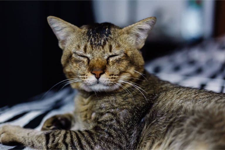 Imagem migrada do WordPress: cuidados com gatos idosos VetoPet veterinario 24h em Maringa.jpg