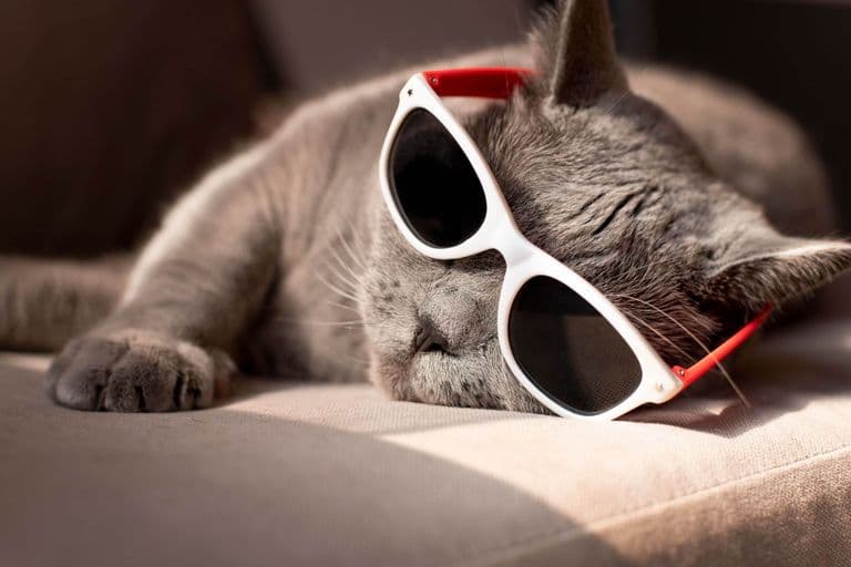 Imagem migrada do WordPress: cuidados com gatos no verao VetoPet veterinario 24h em Maringa.jpg