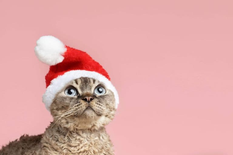 Imagem migrada do WordPress: cuidados com seu gato no natal VetoPet veterinario 24h em Maringa.jpg
