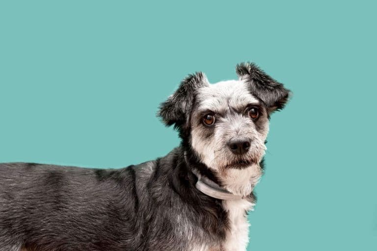 Imagem migrada do WordPress: cuidados especiais para caes idosos VetoPet veterinario 24h em Maringa.jpg