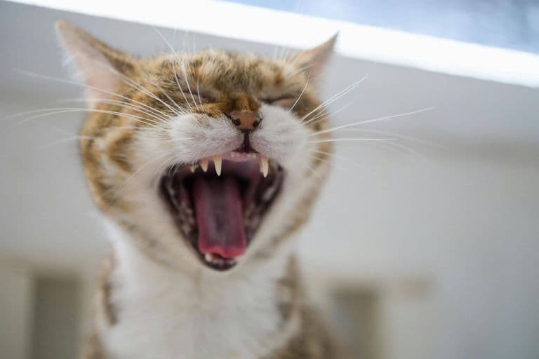Imagem migrada do WordPress: dentes gato.jpg