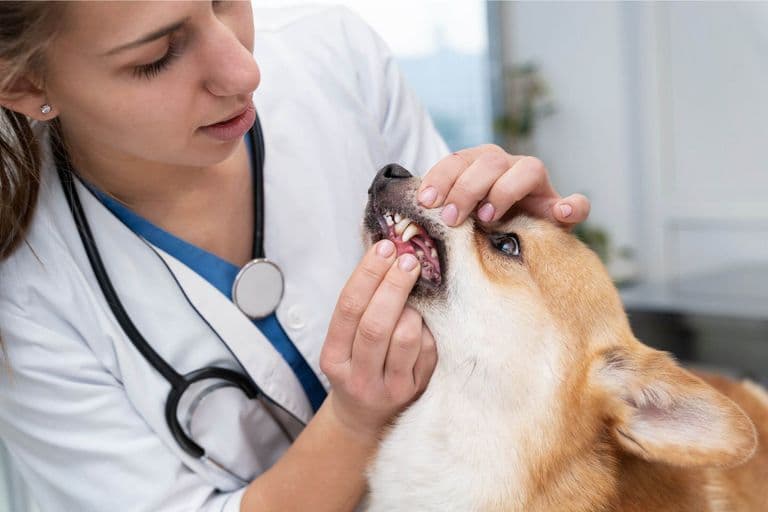 Imagem migrada do WordPress: dentista de cachorro VetoPet veterinario 24h em Maringa.jpg