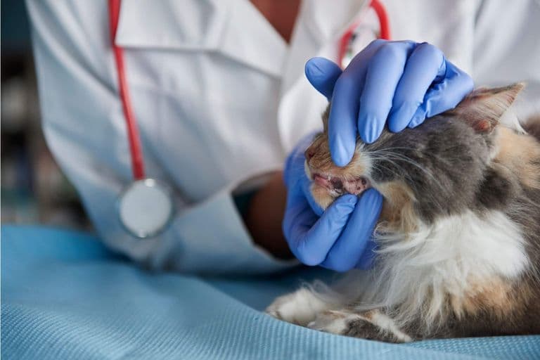 Imagem migrada do WordPress: dentista de gato VetoPet veterinario 24h em Maringa.jpg