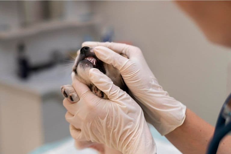 Imagem migrada do WordPress: dentista vet.jpg