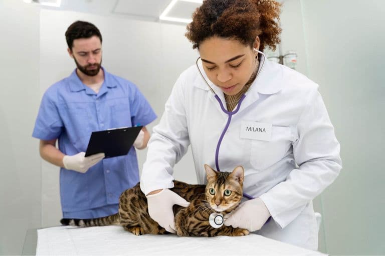 Imagem migrada do WordPress: doencas cardiacas em gatos VetoPet veterinario 24h em Maringa.jpg