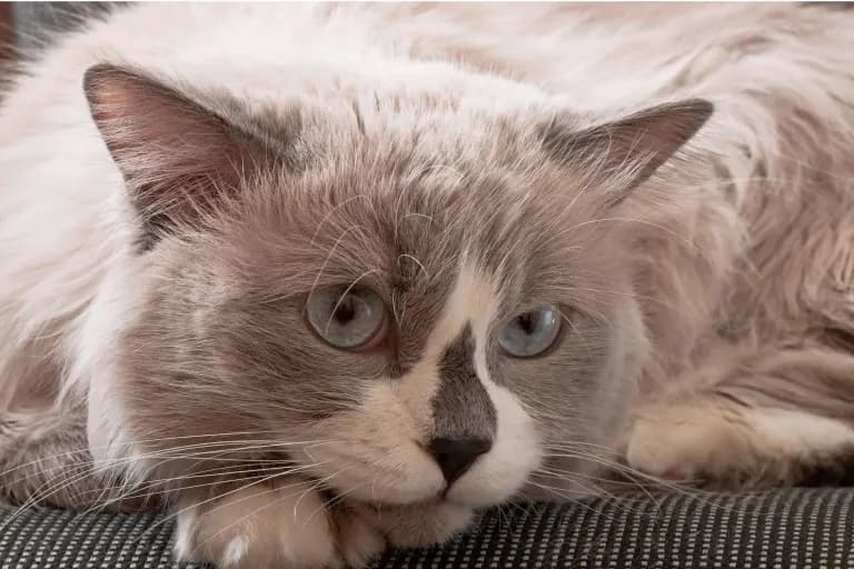 Imagem migrada do WordPress: gato 2.jpg