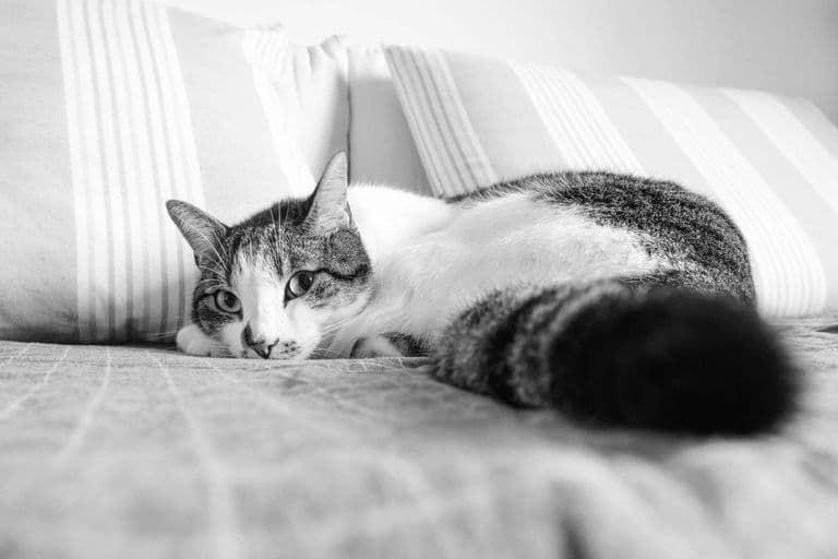 Imagem migrada do WordPress: gato.jpg