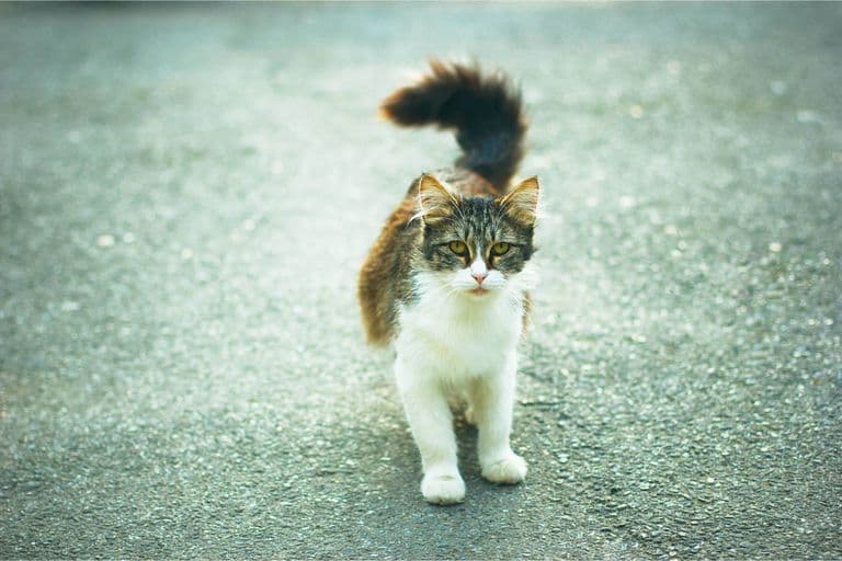 Imagem migrada do WordPress: gato anda torto.jpg