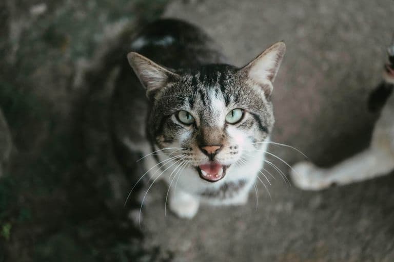 Imagem migrada do WordPress: gato babando.jpg