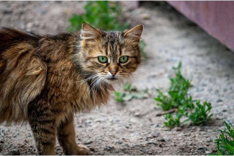 Imagem migrada do WordPress: gato com diarreia VetoPet veterinario 24h em Maringa.jpg