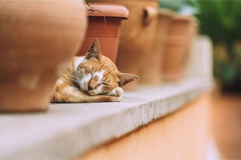 Imagem migrada do WordPress: gato dorme muito VetoPet veterinario 24h em Maringa.jpg