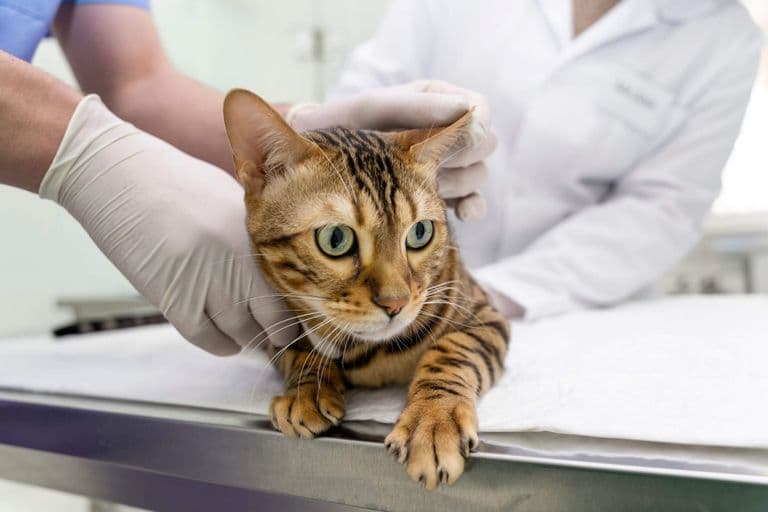 Imagem migrada do WordPress: gato internado VetoPet veterinario 24h em Maringa.jpg