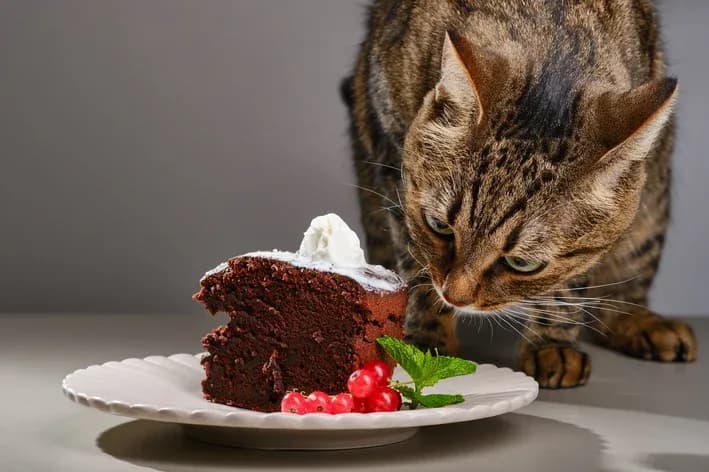 Imagem migrada do WordPress: gato pode comer chocolate capa.webp