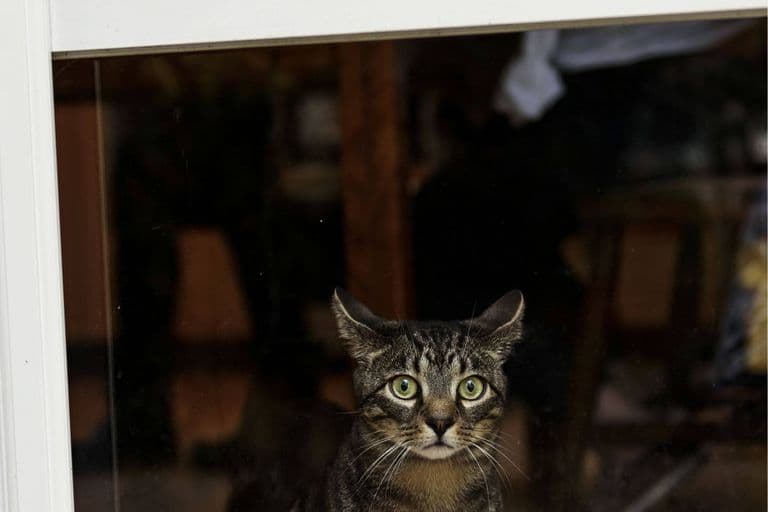 Imagem migrada do WordPress: gato tem medo chuva VetoPet veterinario 24h em Maringa.jpg