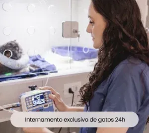 Imagem migrada do WordPress: internamento exclusivo para gatos na vetopet clinica veterinaria 24h em maringa 1.webp