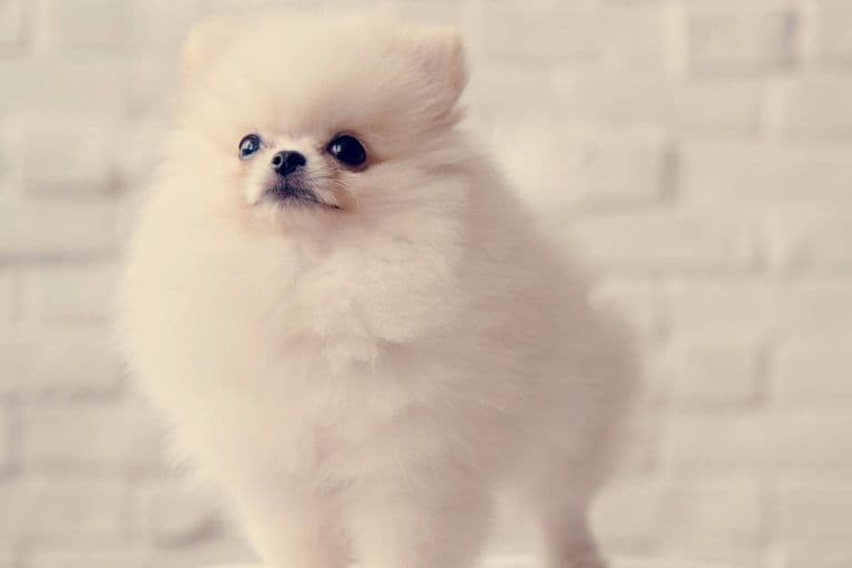 Imagem migrada do WordPress: lulu da pomerania VetoPet veterinario 24h em Maringa.jpg