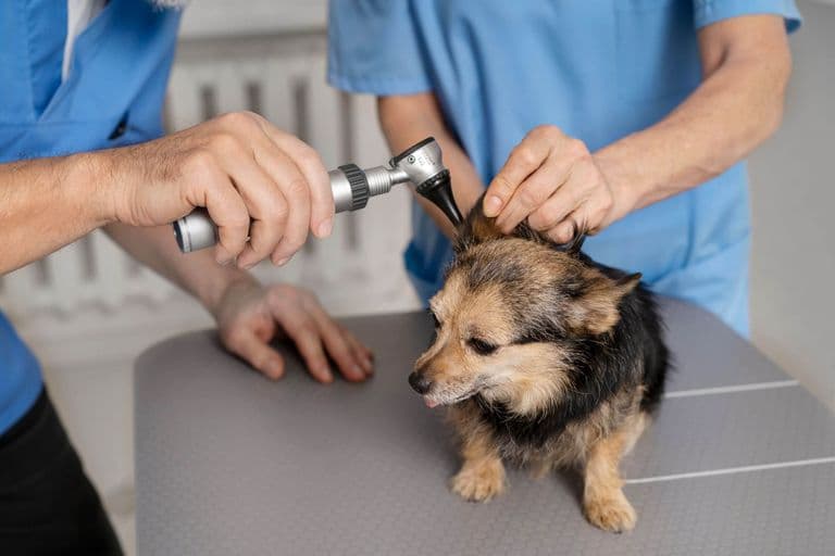 Imagem migrada do WordPress: otite em caes VetoPet veterinario 24h em Maringa.jpg
